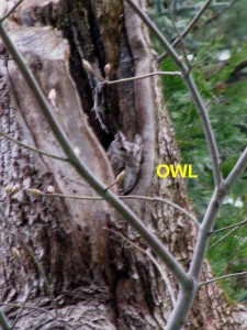 owl-text2