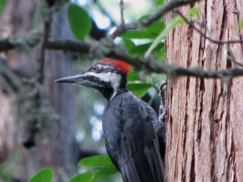 pileated upper