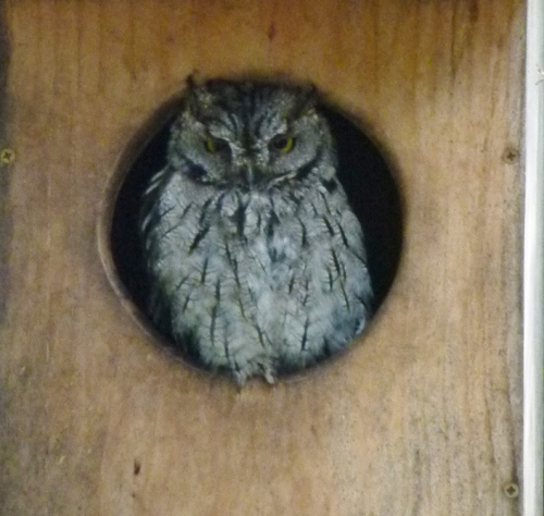 box owl-july