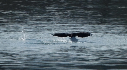 EAGLE ON WATER