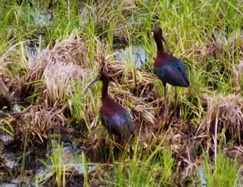 ibiswamp2 (1280x960)