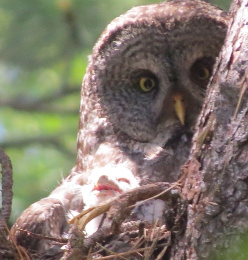 Great Gray Owl female with 1 of at least 2 nestlings, 6-29-2014