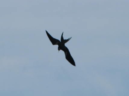 Frigatebird Dive